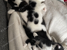 Tuxedo kittens ONE LEFT