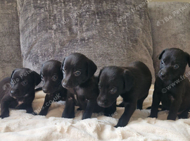 5 Beautiful Bedlington Whippet Puppies for Sale