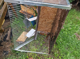 Pigeon trap