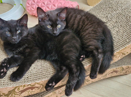 Two boys ready now. Possible delivery