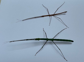 2 pairs of Turquoise stick insects (Myronides glaucus "Peleng")