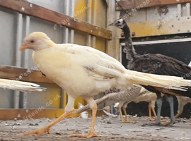 Peach golden pheasant pairs, 2026 hatched