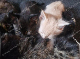 Kittens ready in 3 weeks