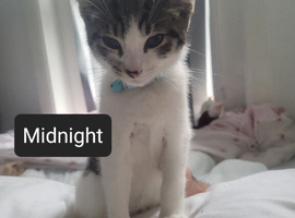 9 week old kitten needs a loving home