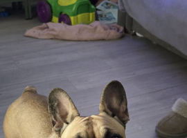 9 month old Frenchie Girl