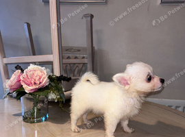 Pomeranian puppy&rsquo;s