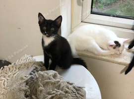 Black and white kitten