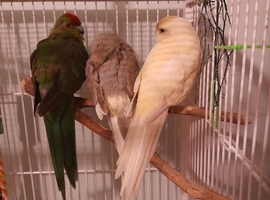 2 pairs of kakarikis