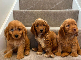 Cockapoo puppies F1 ready now