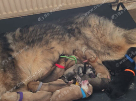 German shepherd x dalmation puppies