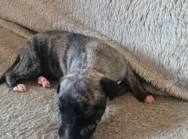 KC Health and Heart tested whippets