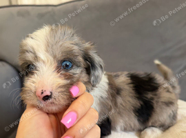 Yorkiepoos for sale