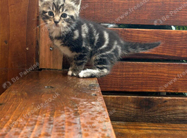 kittens ready to go!