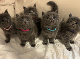 Ragdoll cross kittens for sale