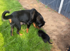 Rottweiler puppies