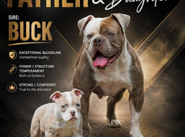 Both vaccines ready now! Olde English bulldogs olde tyme bulldogs