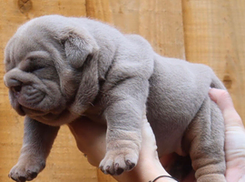 English bulldog puppies