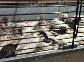 Chinese painted quails for sale