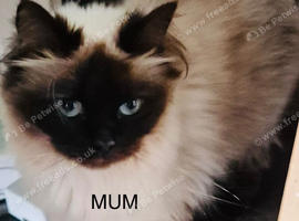 Ragdoll Kittens