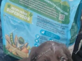 Sprocker