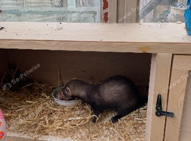Ferret
