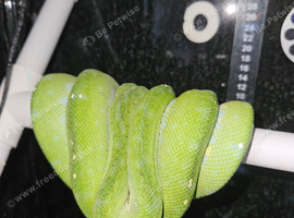 Aru Green tree python