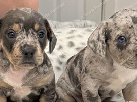 Dapple dachshund cross French bulldog