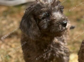 Cockerpoo Babies Ready Now