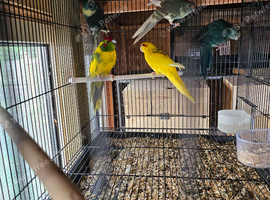 Kakarikis for sale