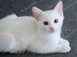 White male kitten