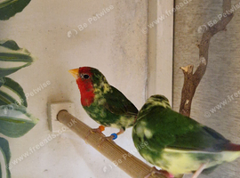 2 pair of redfaced pied  parrot finch for sale.