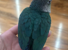 Tamed Baby Conure / Turquoise