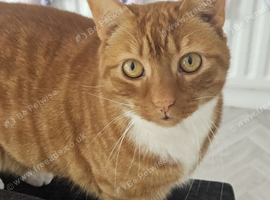 Bonded pair of cats