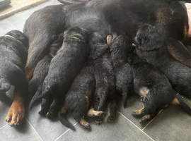 Rottweiler puppy&rsquo;s