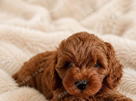 BEAUTIFUL PREMIUM TOY CAVAPOOS (F1)NOAH & EDEN