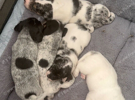 Sealyham terrier x pups
