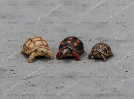 Tortoise Babies