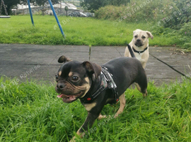 Frenchie male and jug female pups