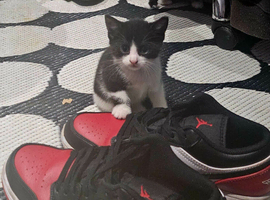 5 beautiful kittys