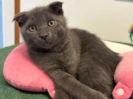 1 KITTEN LEFT, GREY BOY SCOTTISH FOLD