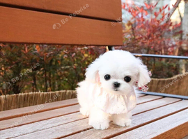 Meet Cori, our adorable Maltese puppy!