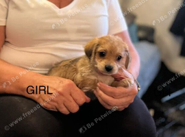 TOY POOLE X CHIHUAHUA (POOCHI) PUPPIES