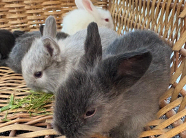 Lion head rabbits mixed litter baby rabbits