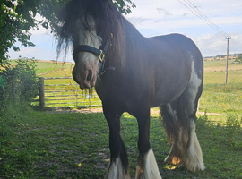 Gorgeous Tradition Cob Mare