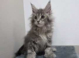 Polydactyl russian mainecoon kittens