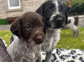 German Wirehaired Pointer Puppies