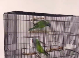 Derbyan parrots 1 year old still babies  girl