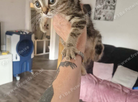 Female kitten
