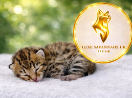 Stunning Kiwanga Pedigree F2 & F3 Savannah Kittens