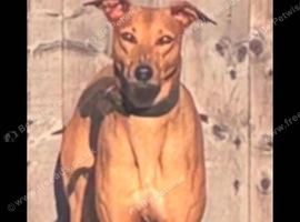 saluki bull grey cross saluki collie grey